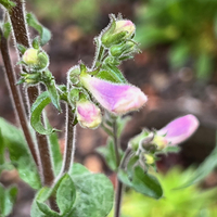 Penstemon smallii